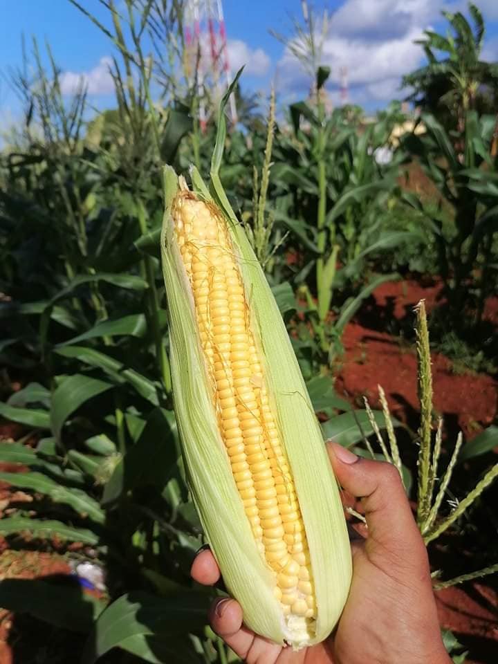 Sweet Corn Distribution