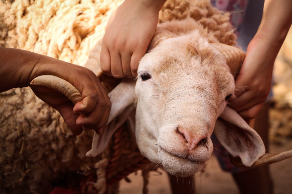 Sheep